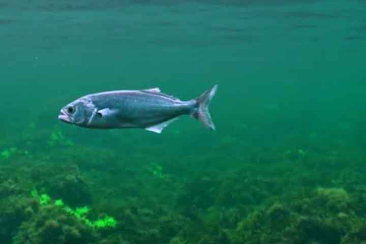 <p>Pertencente à família Engraulidae, ela é conhecida por seu sabor marcante e por ser utilizada tanto in natura quanto em conserva (aliche).</p><?php if (strpos(site('ds_site_link'), '/apostas') === false): ?>

    </div>

    <div class=