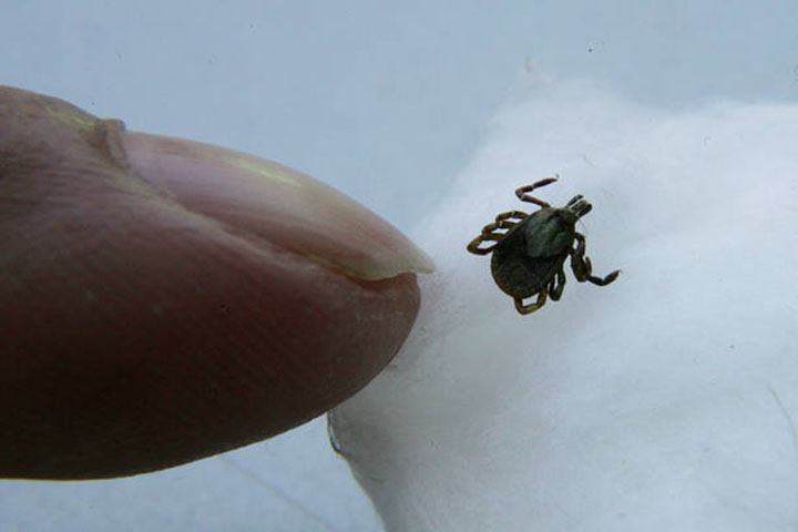 <p>Não torça ou vire o carrapato, pois isso pode fazer com que sua boca fique presa na pele. Com movimentos suaves e firmes, puxe-o para fora.</p>
