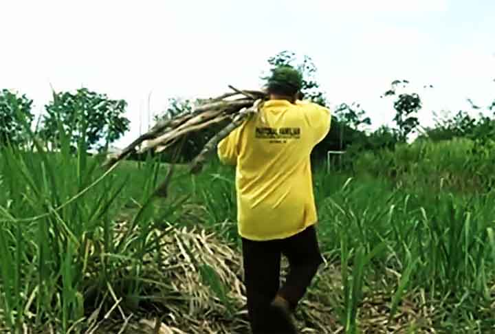 <p>Sua popularização no Brasil ocorreu ainda no período colonial, principalmente no Nordeste, onde se tornou parte da identidade cultural e alimentar.</p>
