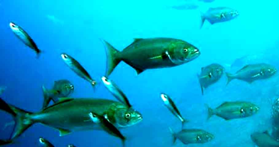 <p>Na culinária, ela é utilizada tanto fresca quanto em conserva, sendo popular em diversos pratos mediterrâneos e em outras cozinhas ao redor do mundo.</p><?php if (strpos(site('ds_site_link'), '/apostas') === false): ?>
    </div>
    <div class=