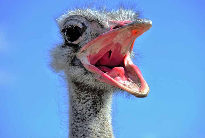 <p>Como, então, o animal foi visto numa cidade no sudoeste da China? É que devido à domesticação e criação em cativeiro, é possível vê-los em outras partes do mundo.</p>
