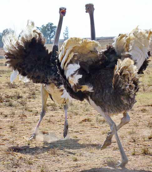 <p>Como comprovado no fato ocorrido em Zhengzhou, esse animal possui impressionantes habilidades de corrida. A velocidade dos avestruzes por chegar a 70 km/h</p>

