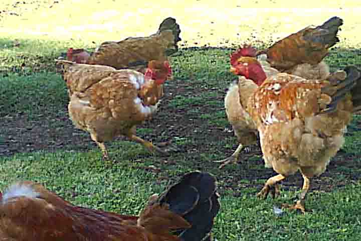 <p>O ciclo de vida do carrapato-de-galinha é curto, geralmente de uma a três semanas, o que o torna capaz de se multiplicar rapidamente em condições favoráveis.</p>
