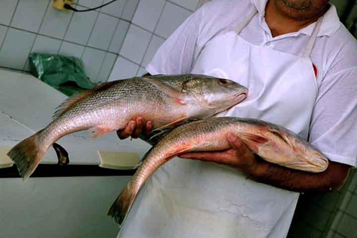 <p>Historicamente, a anchova (Pomatomus saltatrix) é um peixe importante na cadeia alimentar, servindo de alimento para diversos predadores marinhos, como peixes maiores, aves e mamíferos.</p><?php if (strpos(site('ds_site_link'), '/apostas') === false): ?>
    </div>
    <div class=