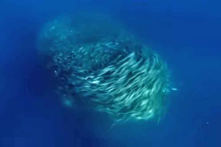 <p>A conserva do aliche, então, é feita com uma salmoura, que adiciona sabor e muda a textura das fibras da anchova. Isso a deixa com um sabor mais forte e carne macia, que desmancha no garfo e na boca.</p>
