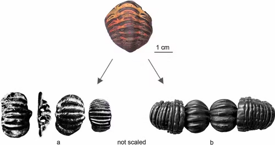 <p>Os romanos atribuíam propriedades mágicas a fósseis, e este pode ter sido usado como proteção ou em um altar doméstico, dada uma inscrição com o nome “MAXSIMVS”.</p><?php if (strpos(site('ds_site_link'), '/apostas') === false): ?>

    </div>

    <div class=