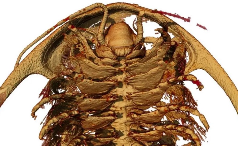 <p>Ainda assim, os fósseis marroquinos revelaram novas informações graças ao uso de tomografia e modelagem 3D.</p>
