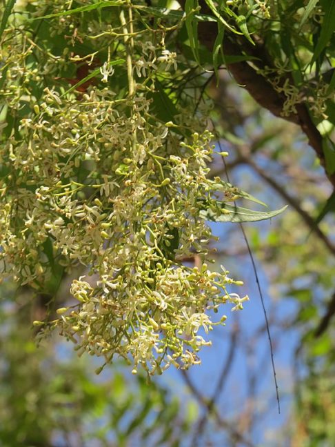 <p>De acordo com Filipe Silveira Condessa, engenheiro florestal da Secretaria do Desenvolvimento Econômico e Meio Ambiente de Araguaína, a Nim é considerado uma espécie invasora, ou seja, não é nativa do país.</p><?php if (strpos(site('ds_site_link'), '/apostas') === false): ?>
    </div>

    <div class=