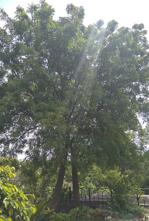 <p>Na cidade de Araguaína, localizada no norte do estado, a prefeitura aconselhou as pessoas a não plantarem essa espécie nas ruas. A administração municipal também está recomendando que os moradores não cultivem essa árvore em seus quintais.</p><?php if (strpos(site('ds_site_link'), '/apostas') === false): ?>
    </div>
    <div class=