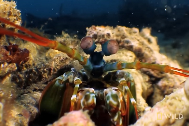 <p>Pesquisadores sugerem que a estrutura da “clava dáctila” da lagosta, formada por camadas de fibras mineralizadas dispostas em formato de V, confere resistência à estrutura.</p><?php if (strpos(site('ds_site_link'), '/apostas') === false): ?>
    </div>
    <div class=