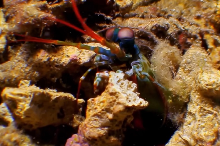 <p>Os resultados mostraram que a camada externa da pata possui fibras semelhantes a espinhas de peixe, que resistem aos golpes, enquanto a estrutura interna absorve as ondas de choque, protegendo os membros da lagosta de sofrerem danos.</p>
