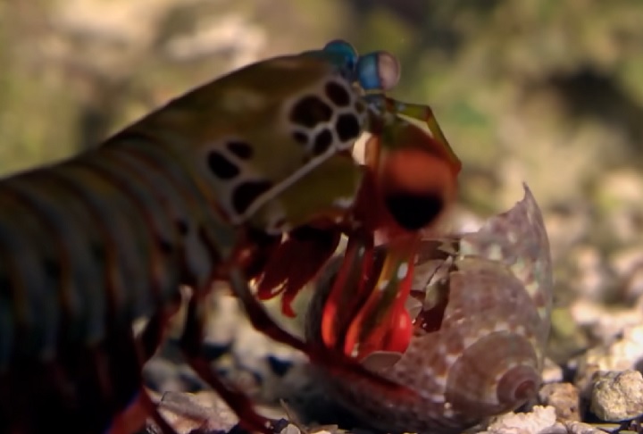 <p>Seus golpes podem atingir uma velocidade de 80 km/h, formando bolhas de ar que estouram com grande energia, causando um tipo de explosão microscópica.</p>
