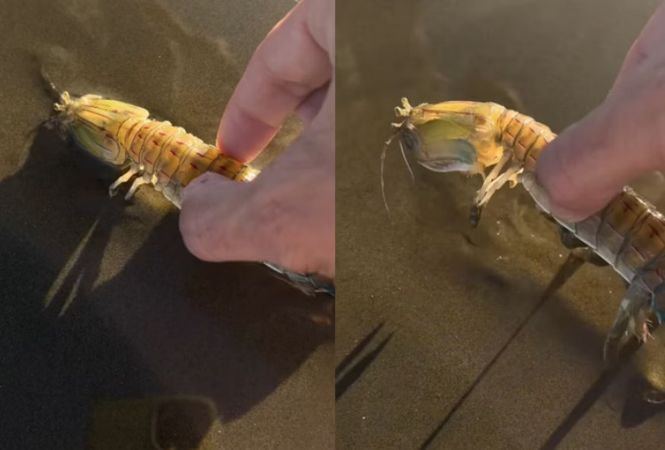 <p>O influenciador digital Rafael Marchezetti postou um vídeo que chamou atenção nas redes sociais porque mostra o momento em que um turista é “atacado” por uma lagosta-boxeadora na beira da praia de Peruíbe, no litoral de São Paulo.</p>
