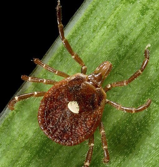 <p>Se ele estiver infectado com a bactéria Rickettsia rickettsii e picar uma pessoa, pode transmitir a febre maculosa, que pode causar sintomas graves e, em casos mais severos, até mesmo levar à morte.</p><?php if (strpos(site('ds_site_link'), '/apostas') === false): ?>

    </div>

    <div class=