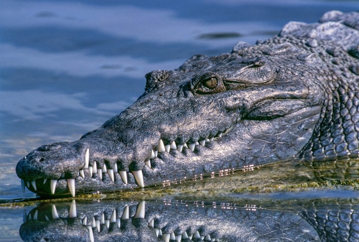 <p>Jacaré e Crocodilo: São parentes próximos dos dinossauros e praticamente não mudaram desde o período Triássico. Os primeiros indivíduos da espécie existiam há mais de 200 milhões de anos.</p><?php if (strpos(site('ds_site_link'), '/apostas') === false): ?>
    </div>

    <div class=