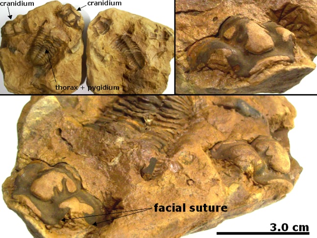 <p>Em 2024, pesquisadores descobriram no Marrocos os fósseis de trilobitas mais bem preservados já registrados.</p>
