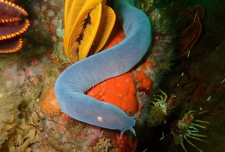 <p>Myxini (ou “peixe-bruxa”): Esse animal marinho com forma de enguia é um dos vertebrados mais primitivos ainda vivos. Sua origem data de mais de 300 milhões de anos.</p>
