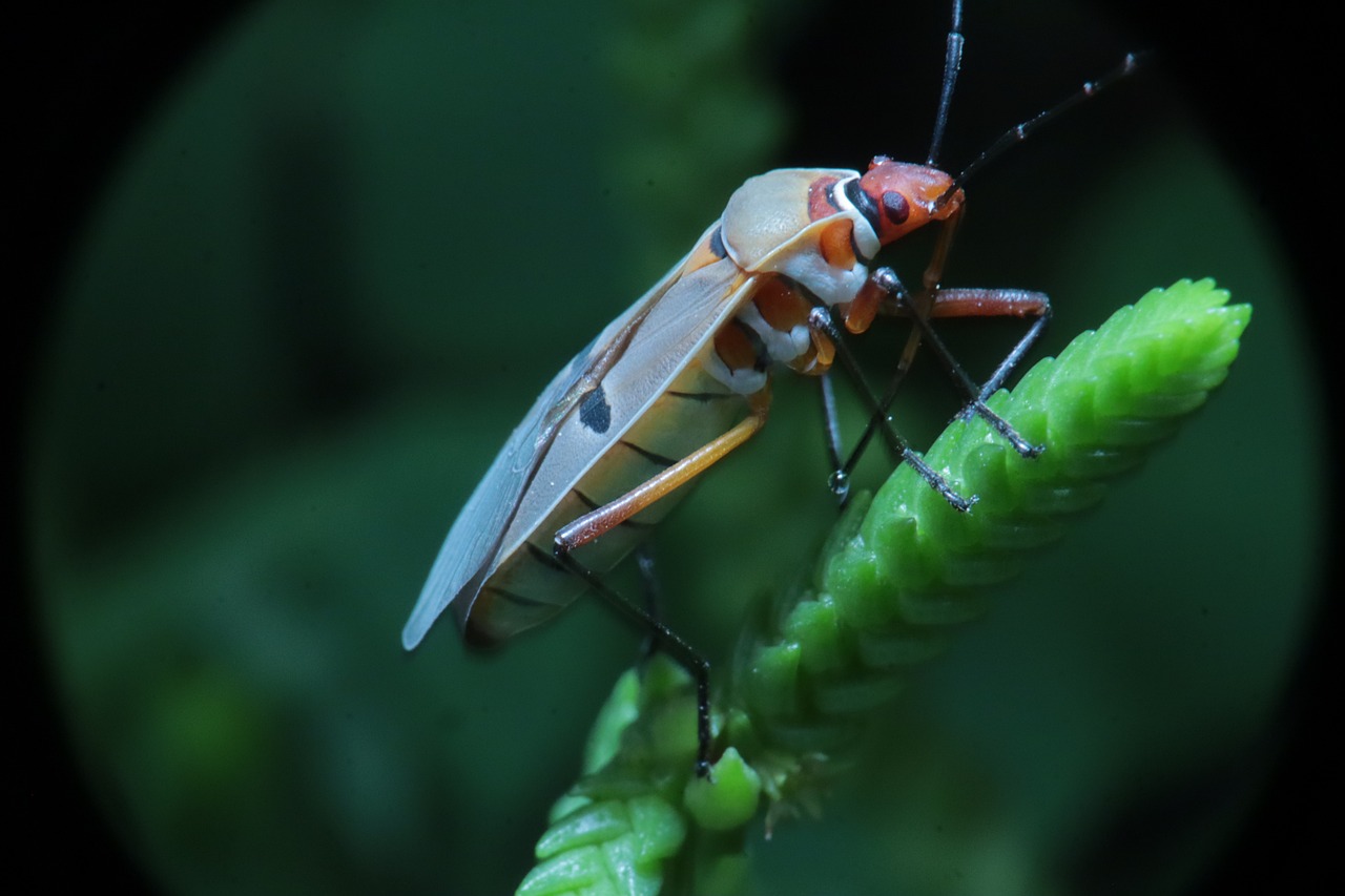 <p>Já o percevejo Cimex pilosellus é frequentemente associado a morcegos, pois habita cavernas ou estruturas próximas a colônias dos temidos mamíferos voadores.</p>
