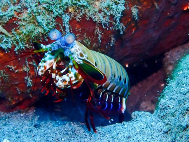 <p>A lagosta-boxeadora usa suas cores vibrantes, que variam entre tons de verde, azul, laranja e vermelho, tanto para se camuflar quanto para intimidar rivais ou predadores.</p>
