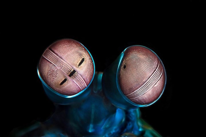 <p>Outra característica impressionante da lagosta-boxeadora é sua visão. Ela possui um dos sistemas visuais mais complexos do mundo animal, com olhos que contêm até 16 tipos de fotorreceptores (enquanto os humanos têm apenas três).</p>
