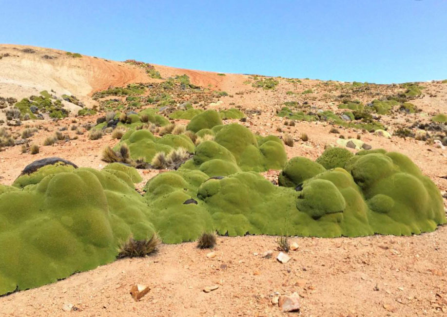 <p>Pastagens de Puna (Peru) – Um deserto de terra rochosa onde curiosamente brota a yareta – uma planta que parece até brócolis gigantescos. A planta tem 3 mil anos e cresce em tufos densos que suportam até o peso de pessoas em cima.</p>
