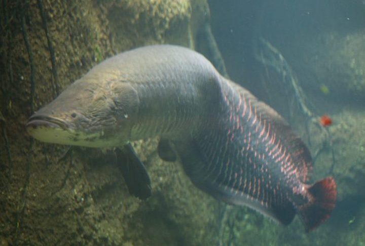 <p>A exemplo da Paraíba, os “pirarucus gigantes” são cada vez mais raros de serem encontrados, principalmente por conta da pesca predatória.</p>
