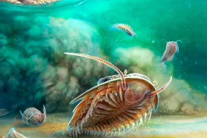 <p>Os trilobitas viveram em mares rasos e já foram amplamente estudados, com mais de 20 mil espécies conhecidas.</p>
