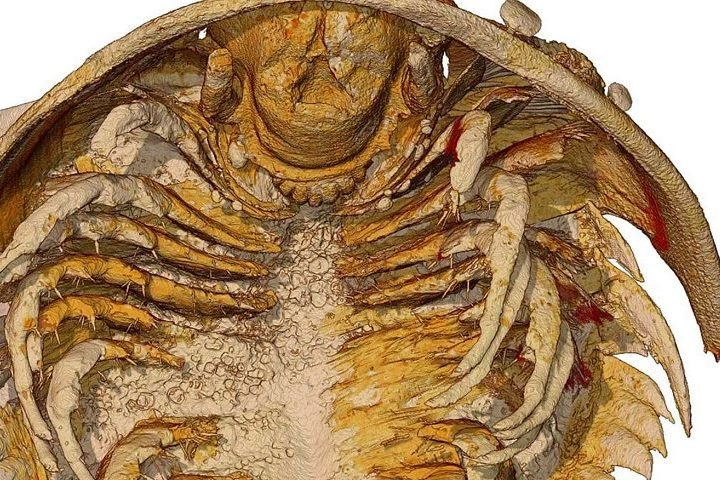 <p>Entre as descobertas estão um quarto par de apêndices na cabeça (antes desconhecido) e uma espécie de “lábio” carnudo sobre a boca</p>
