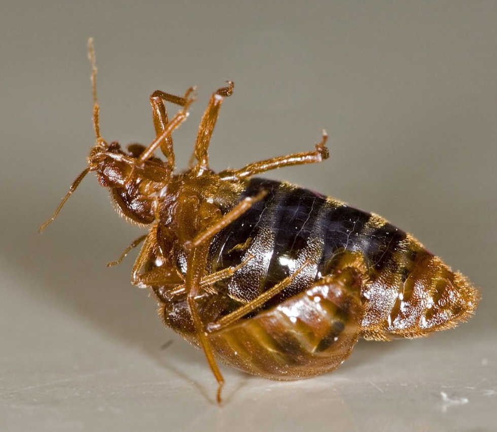 <p>Os percevejos são bem pequenos. Eles medem entre 5 e 7 mm, com corpo oval e achatado. Cada fêmea põe até 500 ovos em sua vida, e as condições de calor e umidade aceleram sua proliferação. Na foto, um macho inseminando uma fêmea.</p>
