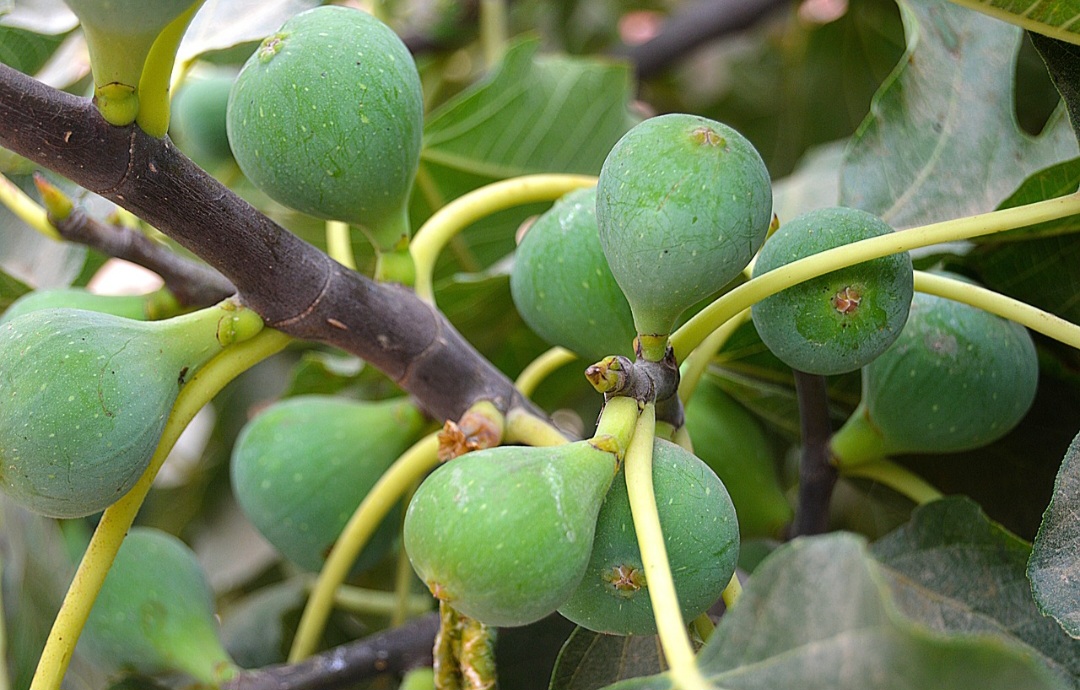 <p>Este pseudofruto, inclusive, possui formato semelhante ao de uma pera, porém um pouco menor, medindo de 3 cm a 7 cm.</p><?php if (strpos(site('ds_site_link'), '/apostas') === false): ?>
    </div>

    <div class=