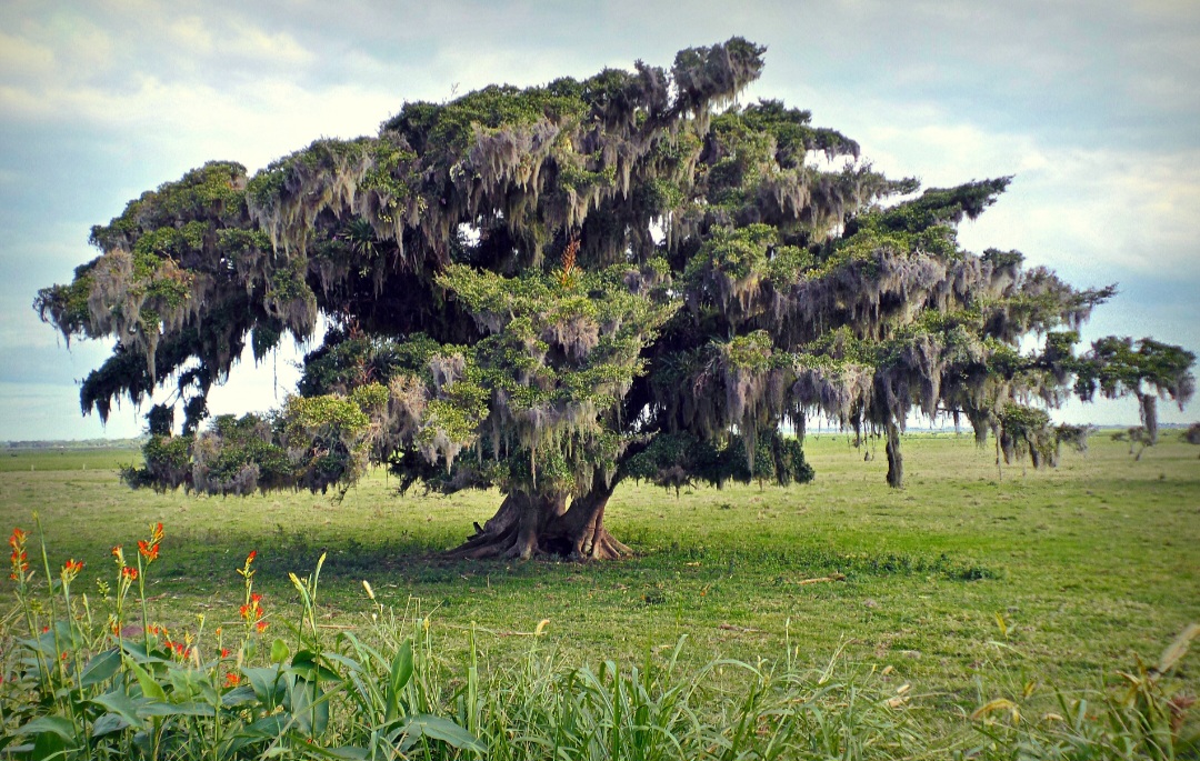 <p>A figueira é mais semelhante a um arbusto do que a uma árvore concreta, podendo medir entre 3 m e 10 m de altura.</p><?php if (strpos(site('ds_site_link'), '/apostas') === false): ?>
    </div>
    <div class=