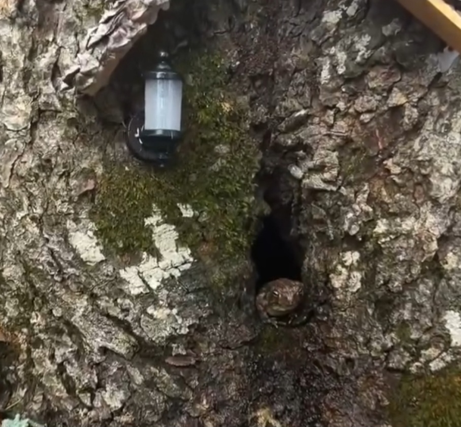 <p>Segundo ela, “Mr. Toad” hiberna no inverno, mas sempre retorna na primavera – para reencontrar o pequeno Theo.</p><?php if (strpos(site('ds_site_link'), '/apostas') === false): ?>

    </div>

    <div class=