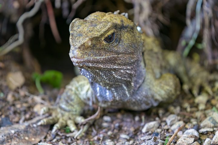 <p>Tuatara: Esse réptil natural da Nova Zelândia tem sua origem datada há cerca de 240 milhões de anos. Embora pareça um lagarto, ele pertence a uma ordem única, a Rhynchocephalia.</p><?php if (strpos(site('ds_site_link'), '/apostas') === false): ?>

    </div>

    <div class=