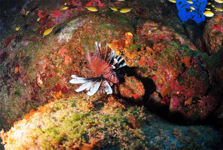 <p>Anteriormente, pensava-se que as áreas de corais no Nordeste, Sudeste e Amazônia eram separadas. No entanto, os pesquisadores descobriram que a extensão da Guiana Francesa ao sudeste brasileiro, com 4 mil km, constitui um único sistema.</p></div>

<!-- INTERBANNER 5 [RETANGULO(BR)] - DESKTOP - [INTERNAS] -->
<div class=