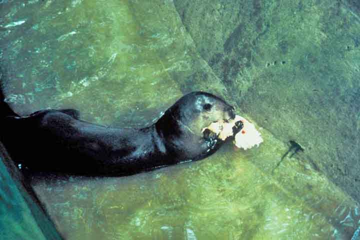 <p>A alimentação é baseada sobretudo em peixes, crustáceos e moluscos. Em alguns casos, também consomem anfíbios, aves pequenas e invertebrados aquáticos.</p>
