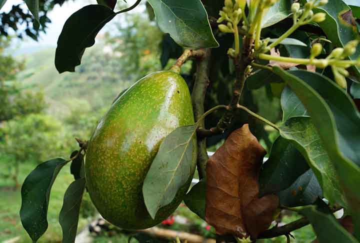 <p>O fruto também possui teor de gorduras saudáveis, especialmente ácidos graxos monoinsaturados. Eles estão associados à redução do “mau” colesterol e ao aumento do bom colesterol, contribuindo para a saúde cardiovascular.</p><?php if (strpos(site('ds_site_link'), '/apostas') === false): ?>
    </div>
    <div class=