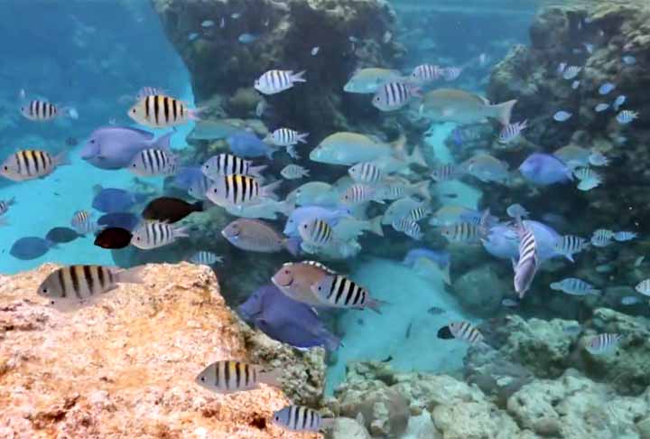 <p>O trabalho dos pesquisadores pode orientar diversas ações de conservação, como a criação de unidades de conservação marinha nessas áreas, o controle de espécies invasoras e a compatibilização de atividades econômicas, como portos, energias, cabos submarinos e agricultura.</p>
