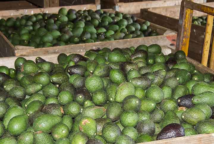 <p>Além disso, estudos sugerem que o consumo de abacate pode estar associado à sensação de saciedade, ajudando no controle do peso.</p>
