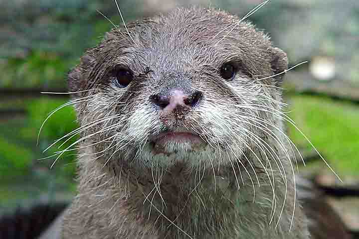 <p>As lontras são mamíferos carnívoros da família dos mustelídeos, grupo que inclui furões e doninhas. Sua origem remonta a milhões de anos, com ancestrais adaptados à vida semiaquática.</p><?php if (strpos(site('ds_site_link'), '/apostas') === false): ?>

    </div>

    <div class=