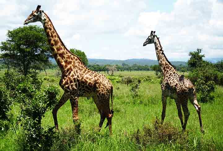 <p>GIRAFAS – Vivem em savanas e florestas abertas na África, com expectativa de vida de 20 a 25 anos. A gestação dura 15 meses, com 1 filhote nascendo por vez, normalmente a cada 2 anos.</p>
