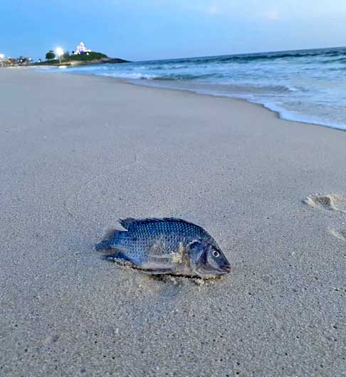 <p>Os registros de tilápias foram feitos desde o Maranhão até Santa Catarina, passando por Espírito Santo, São Paulo e pelo Rio de Janeiro.</p>
