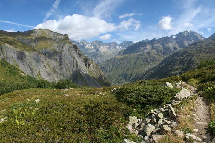 <p>Essa composição sugere que os animais introduzidos em 1871 foram selecionados a partir de raças presentes na Ilha da Reunião, onde cruzamentos entre bovinos europeus e zebus eram comuns.</p><?php if (strpos(site('ds_site_link'), '/apostas') === false): ?>

    </div>

    <div class=