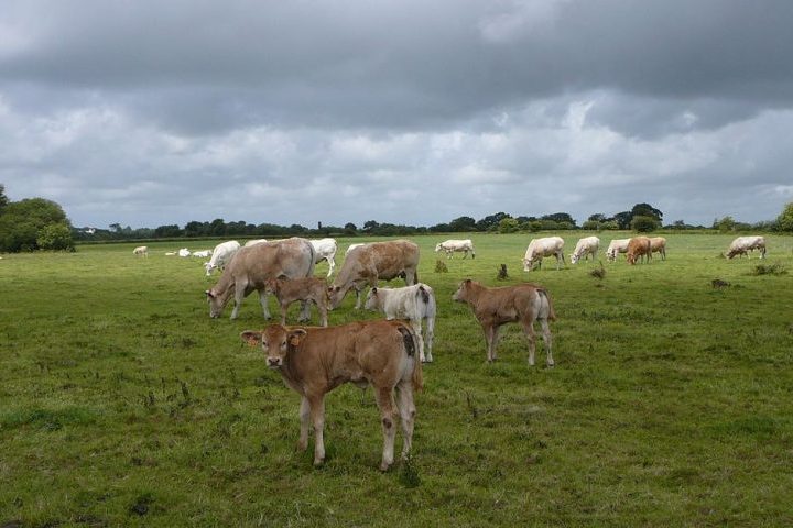 <p>Estudos genéticos mostraram que o gado permaneceu saudável, sem acúmulo de mutações prejudiciais ou perda significativa de diversidade genética.</p><?php if (strpos(site('ds_site_link'), '/apostas') === false): ?>

    </div>

    <div class=