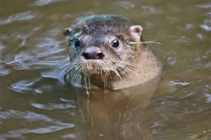 <p>As lontras vivem principalmente em rios, lagos, manguezais e áreas costeiras. Algumas espécies também habitam regiões marinhas, desde que haja água limpa e abundância de alimento.</p>
