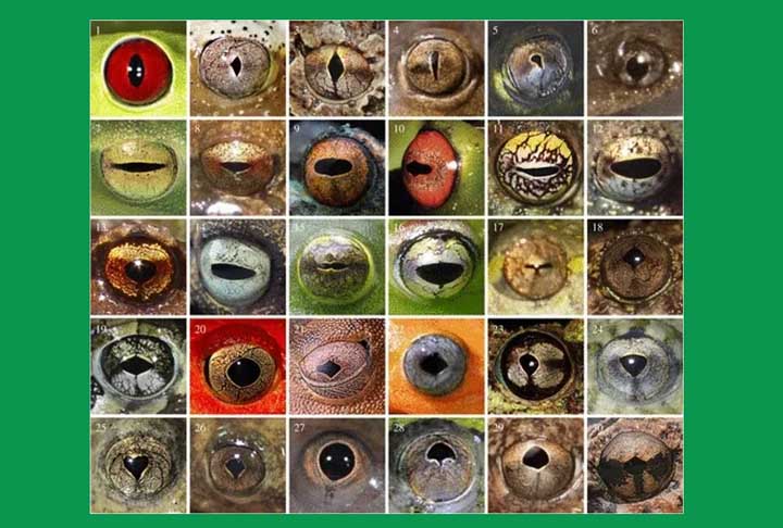 <p>As pupilas em forma de coração são apenas uma das muitas formas estranhas de pupilas vistas em anuros, que é o grupo de anfíbios que engloba sapos e rãs.</p>
