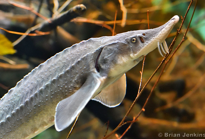 <p>O Esturjão do Atlântico tem um visual “pré-histórico” e não é à toa, afinal, a espécie evoluiu de peixes que conviveram com os dinossauros. O registro na praia americana foi feito inicialmente por Allen Sklar, enquanto dirigia pela região, onde costuma passar:</p>
