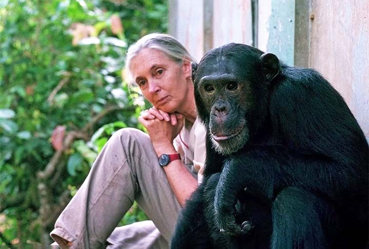 <p>JANE GOODALL (1934–2025): Conhecida por seu estudo inovador dos chimpanzés na Tanzânia.</p>
