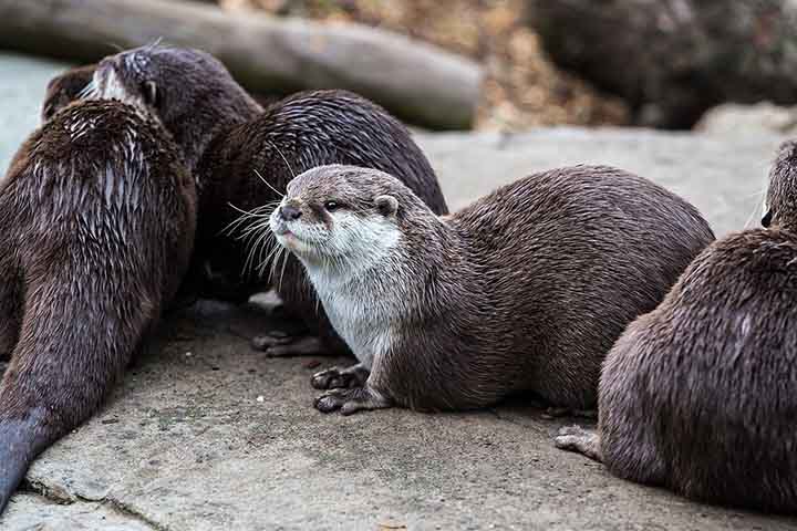 <p>Além de sua fidelidade conjugal, as mães lontras demonstram notáveis habilidades maternas, cuidando de até duas crias a cada ano.</p><?php if (strpos(site('ds_site_link'), '/apostas') === false): ?>

    </div>

    <div class=