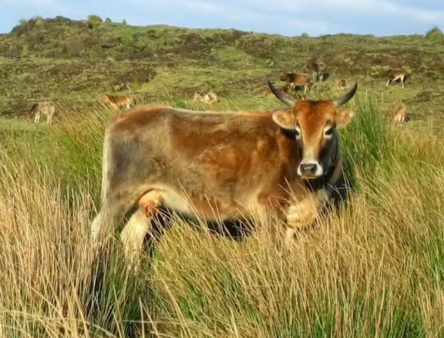 <p>Apesar do pequeno número inicial, o gado prosperou, chegando a quase 2 mil animais.</p><?php if (strpos(site('ds_site_link'), '/apostas') === false): ?>
    </div>
    <div class=