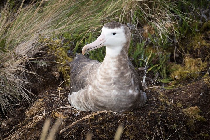 <p>A justificativa foi a proteção de espécies endêmicas, como o albatroz-de-Amsterdã e a planta Phylica arborea, embora o gado já estivesse confinado a uma área restrita desde a década de 1990, sem contato direto com essas espécies.</p>
